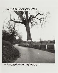 Large valley oak along the Calistoga-Lakeport Road (Lake County Highway--California Highway 29), near Lower Lake, California, 1940s