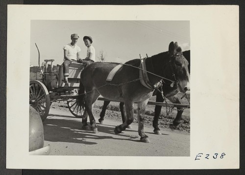Back to the days of the mule, as two evacuee boys haul firewood with a pair of Arkansas mules. Photographer: Parker, Tom Denson, Arkansas