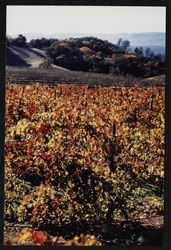 Unidentified vineyard above Alexander Valley in late fall, about 1988