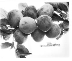 Plums "0-12" on a branch, about 1928