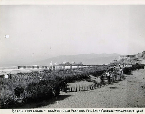 Beach Esplanade, Sea Bent Grass Planting For Sand Control - WPA Project 1936
