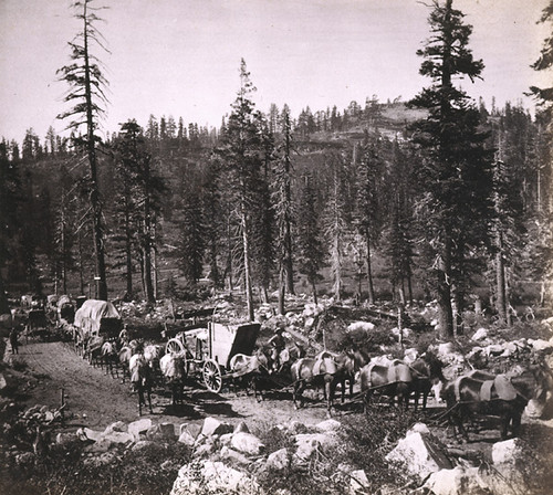 780. Teams on the Summit, Dutch Flat and Donner Lake Wagon Road, Placer County