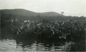 Hororo cows, in Cameroon