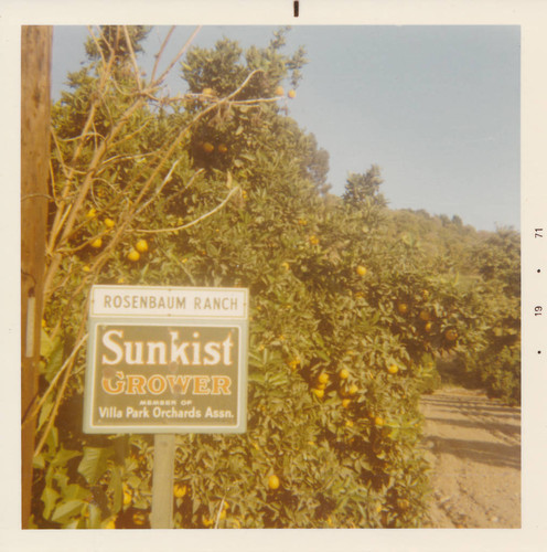 Orange trees, Rosenbaum Ranch, San Juan Capistrano