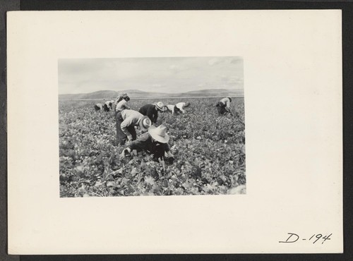 Harvesting turnips. Photographer: Stewart, Francis Newell, California