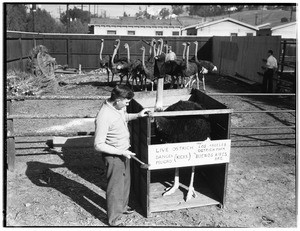 Man in Lincoln Park securing an ostrich into a crate for transport