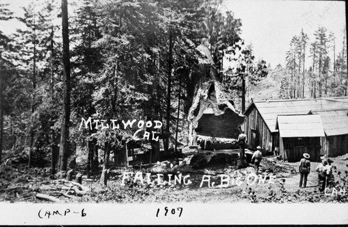 Logging, Early scenes around Millwood, early 1900's. Camp 6. Falling Sequoia