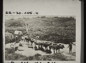 An african ox-wagon