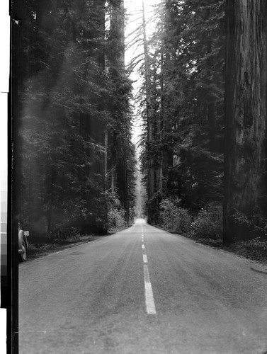 Redwoods on Highway 101 Calif