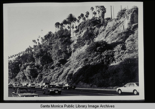 Automobiles traveling on Pacific Coast Highway below the bluffs of Palisades Park