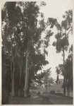 Stately Eucalyptus trees - G.G. Park.