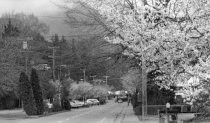 A black and white photo of Miller Avenue heading downtown, circa 1967