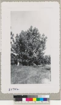 Torry pines about fifteen years old in the Soil Conservation Service plantation at Camp McQuade, Santa Cruz County. These trees have made fantastically rapid growth and are producing cones with good crops of seed. Sept. 1951. Metcalf