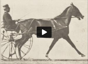 Horse Flode Holden trotting, harnessed to sulky with driver and breaking into a gallop
