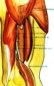 Illustration of muscles of antero-lateral surface of right arm, from shoulder to forearm