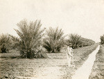 Date palms, Imperial Valley, California, 15441