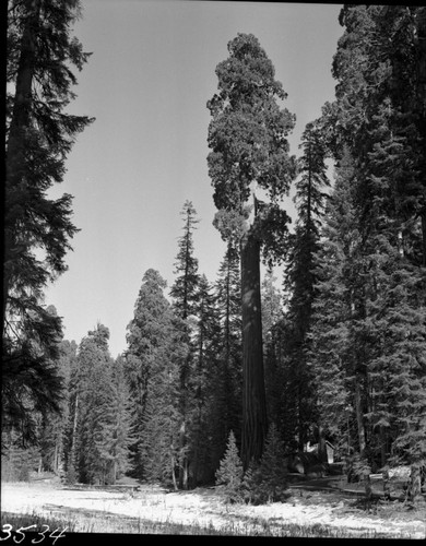 Giant Sequoias, Trees on margin of Crescent Meadow