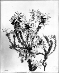 Close-up of a specimen of Gilia Californica(Prickly flox) flowers, ca.1920-1930