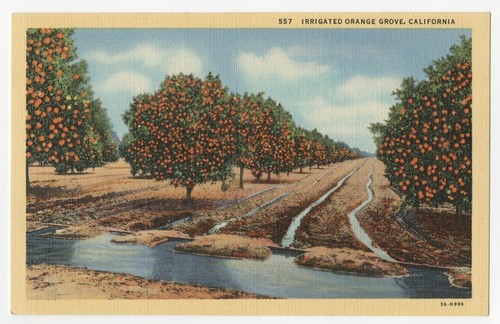 Irrigated orange grove, California