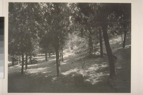 [View of woods]