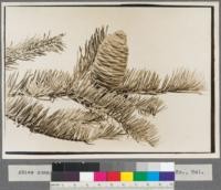 Abies concolor--White fir. From Quincy, Plumas County, California