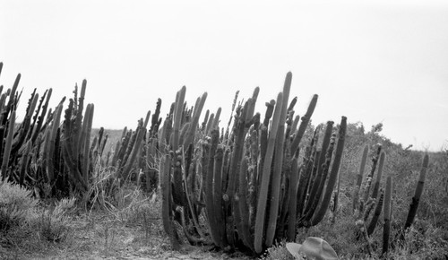 Candelillo cactus