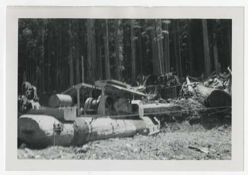 Logging redwood trees, Humboldt County