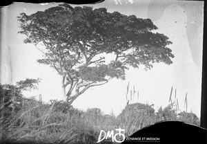 Tree, Antioka, Mozambique, ca. 1901-1915