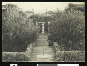 Roses at the Sterling residence in Redlands, ca.1900
