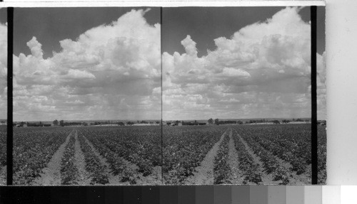 Cotton field in Blossom near El Paso, Tex