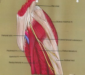 Illustration of left thigh, anterio-lateral view, showing muscles, nerve, artery and vein