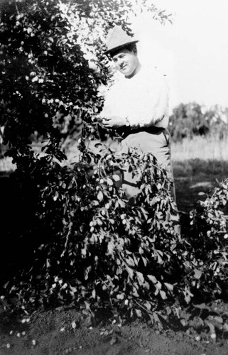 Man standing behind a branch of prunes on the Bidwell Orchards