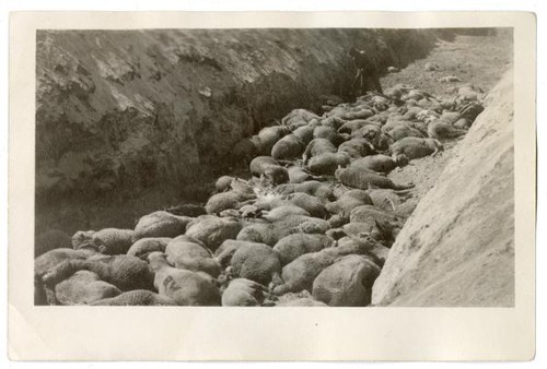 Destroying sheep to prevent spread of disease, circa 1924