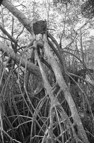Inside a mangrove forest, Isla de Salamanca, Colombia, 1977
