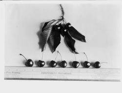 Identification of Luther Burbank cherry hybrid from the Gold Ridge Experiment Farm--seven cherries (Best of 1908 (H-2,3,4,5,7 and 9)) with cluster of three cherries and leaves above them and ruler below