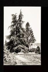 Cedar of Lebanon in Santa Rosa, Cal.--where Luther Burbank is buried