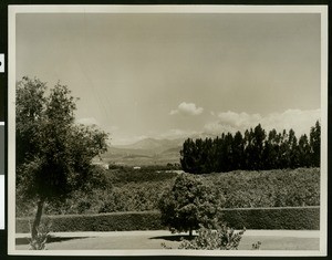 Panoramic view of Pomona looking across orange groves toward Mount Baldy from Silver Peak Ranch, ca.1900