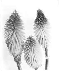 Three blossom spears of Tritomus, June 1928