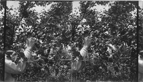 A York Imperial Apple Tree showing Branches properly trimmed, Gosport, Ind