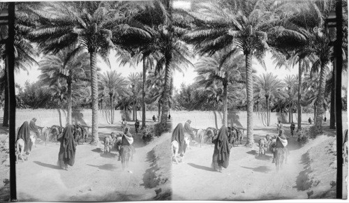 Grove on outskirts of Bagdad. Mesopotamia. Date Palms