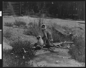 Sacred monkey and her baby on a trail sitting on top of fallen bamboo shoots, ca.1940
