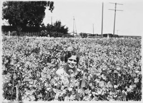 Photograph of Morse Company Flowers Sweet Pea Field