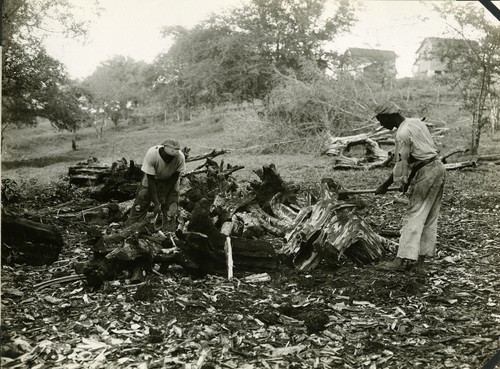 714. Jamaica: logwood being prepared for shipment