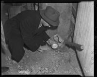 Detective Eugene Bechtel searches the property of William Spinelli, Los Angeles, 1938
