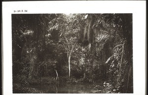 A piece of forest near Maiera