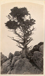 Lone Cypress, panel view