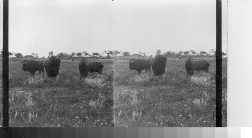 Wainwright experimental farm, conducted by Canadian fovt. Buffalo cow and bull. Alta. Canada
