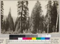 Advance reproduction in a virgin forest on the Mono Highway near Strawberry. Approximately in Section 20 T 4 N R 18 E. This region possesses much white fir and the picture shows the typical white fir advance reproduction in the old forest. The trees vary in age up to about 60 years. The picture also shows how white fir fills openings by a gradual infiltration covering several decades. June 1925