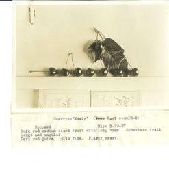 Identification of Luther Burbank cherry hybrid from the Gold Ridge Experiment Farm--single cherries (H-8, eastside) in row with leaf above, ripe May 29, 1927