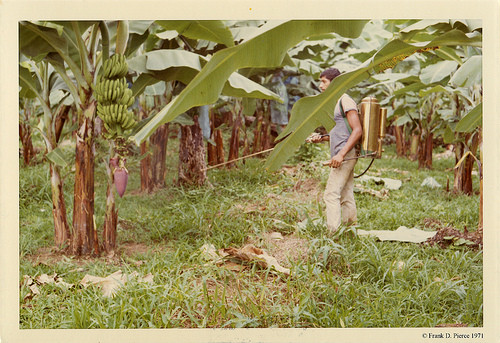 Banana Import Company, Guayaquil, Ecuador, Pierce Photo 14, © 1971 Frank D. Pierce